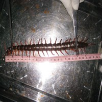 Tin tức trong ngày - Khiếp sợ rết khổng lồ rơi trước mặt